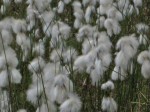 Botanischer Garten 5